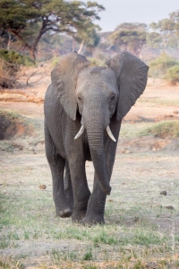 Botswana : elephant