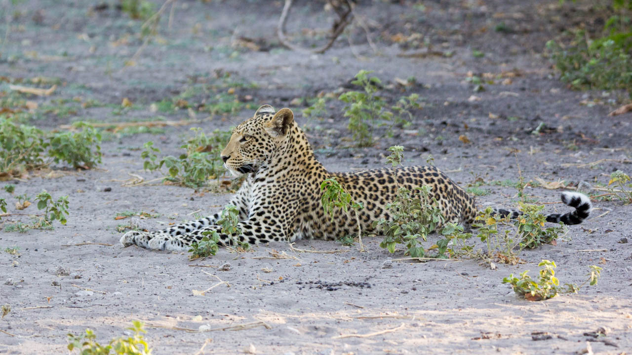 Self-drive safari routes in Botswana and Southern Africa