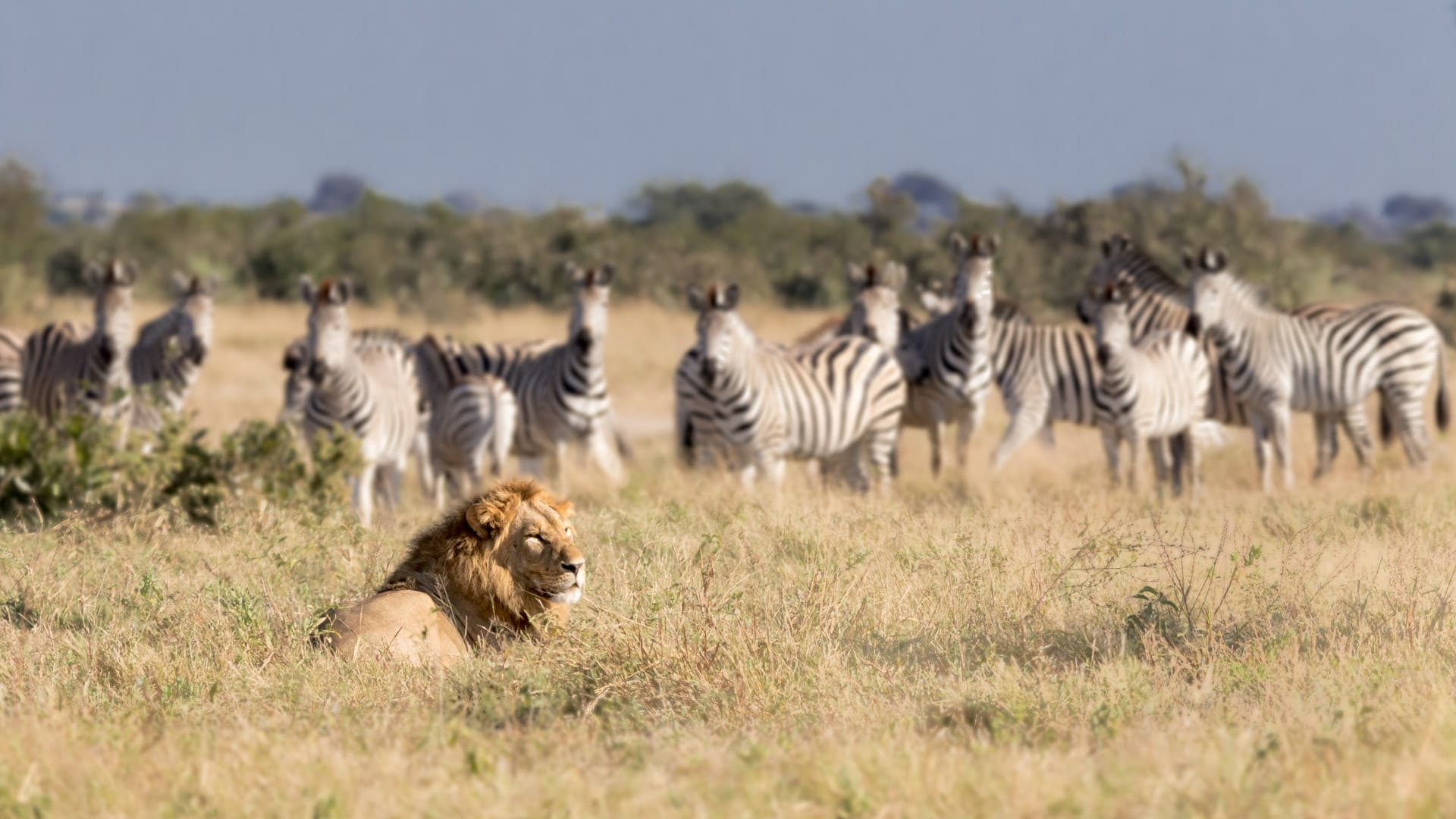 Lion et zèbres à Savuti, Parc national de Chobe, Botswana