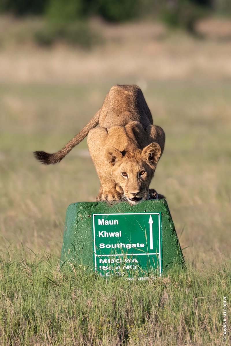 TAWANA_2526 self-drive safari in Botswana: our customized itineraries