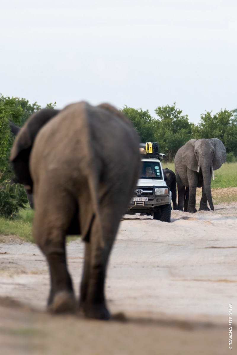 Self-drive safari in southern Africa: Botswana, Namibie, Zimbabwe