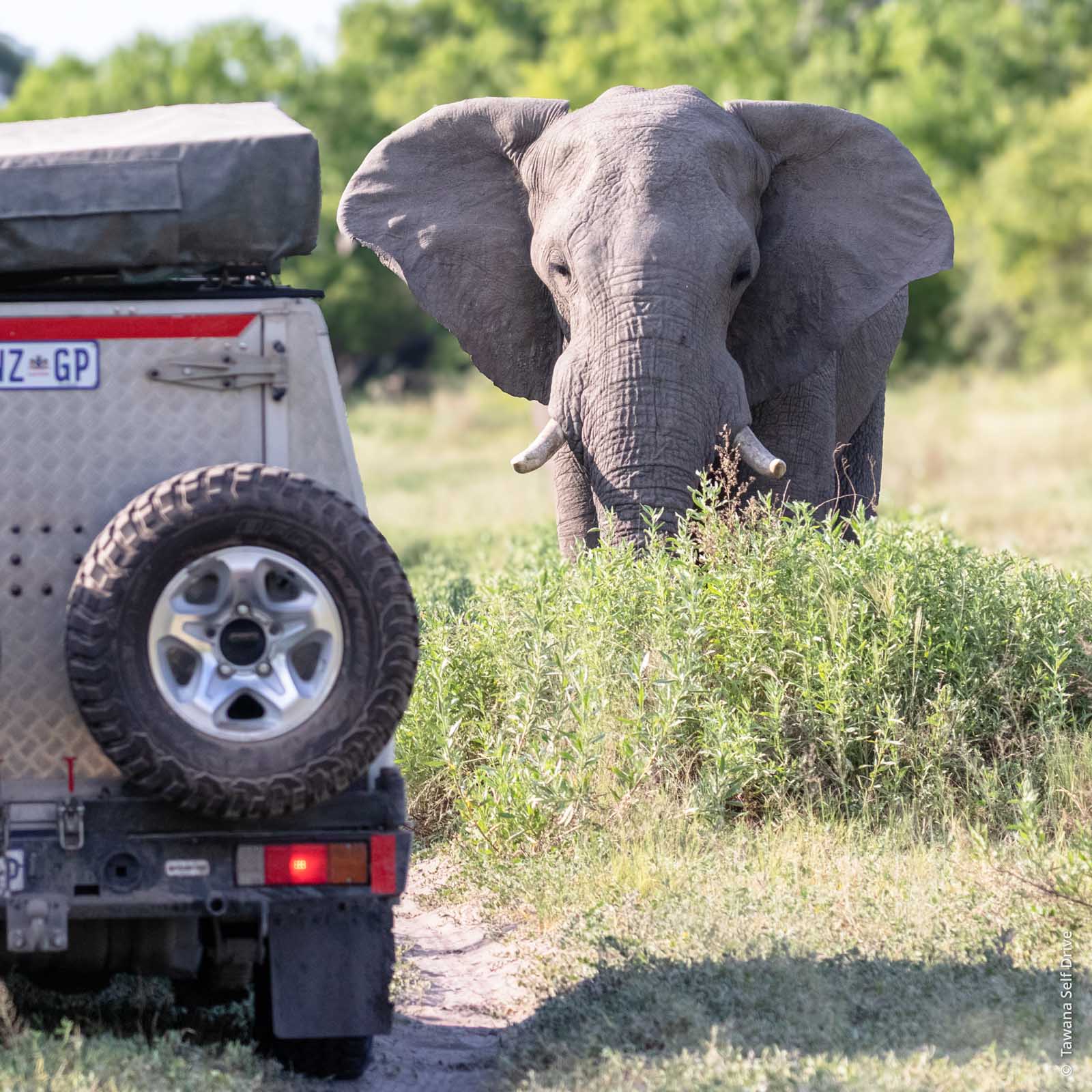 We are the specialist in self-drive safaris in Botswana and southern Africa