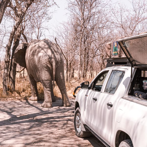 Safari self-drive in Botswana and Namibie