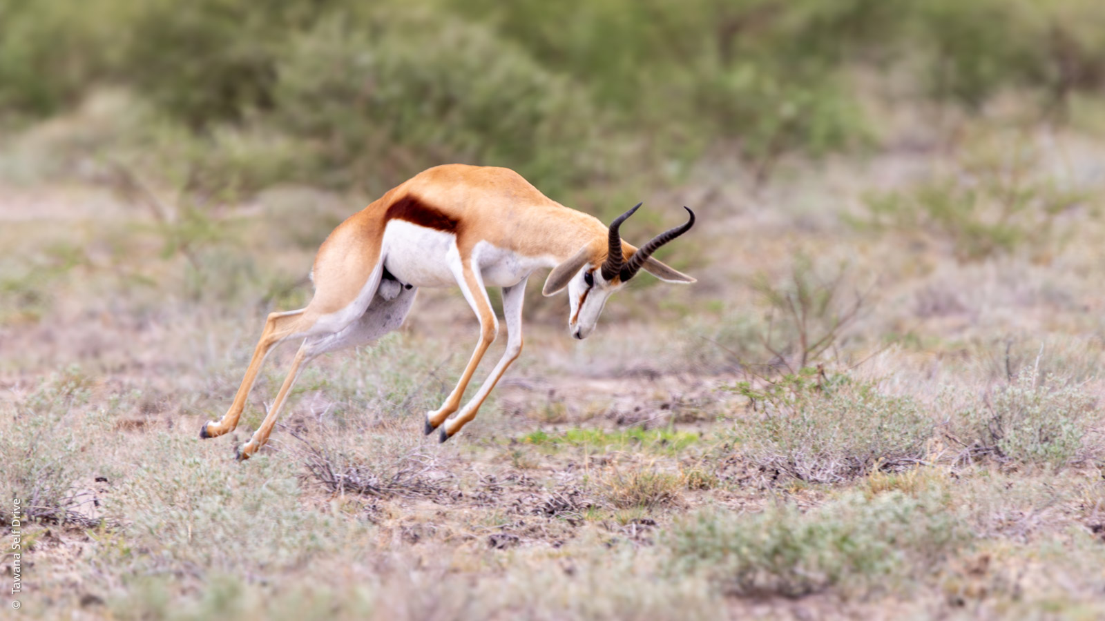 Visit Kalahari Game Reserve, Botswana