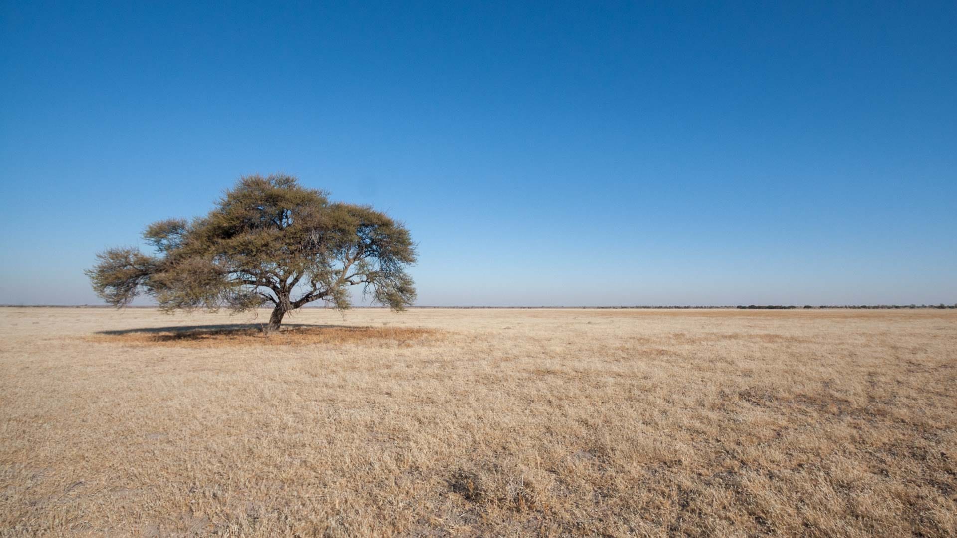 Kalahari Desert, Botswana