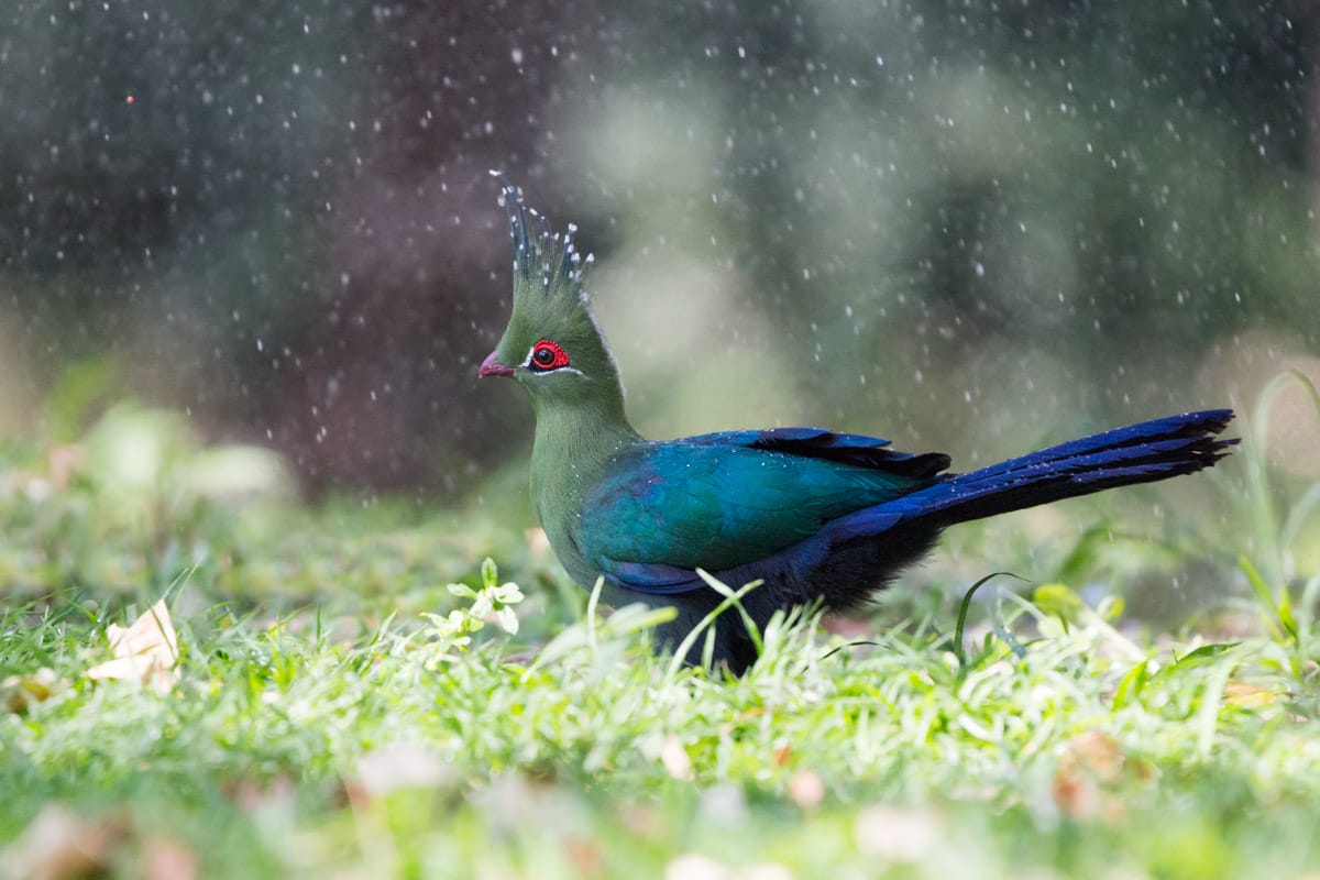 Shalow's Turaco, Zambezi, Namibia