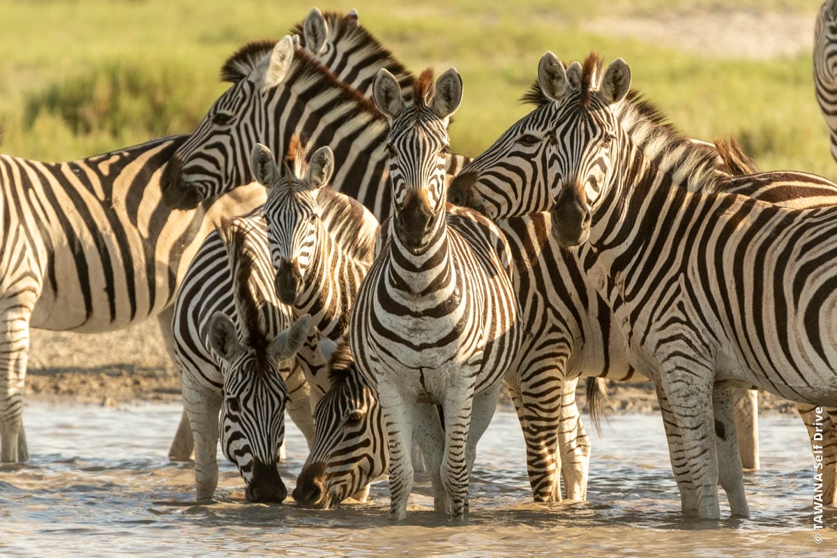 WILDLIFE_17
