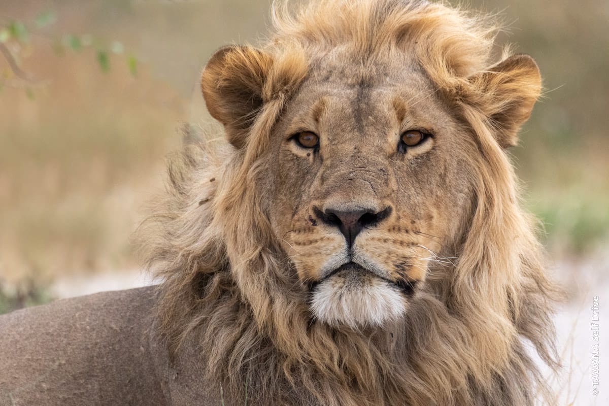 Réserver un safari avec Tawana Self Drive, l'agence qui a du lion